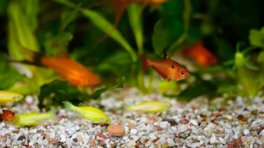 güzel bir yeşil tropikal tatlı su Akvaryum balıkları ile ekili