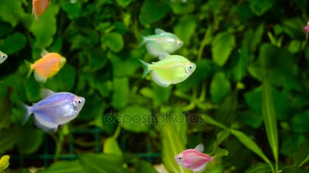 Guldfisk Akvarium Fisk Bakgrunden Vattenlevande Växter — Stockvideo