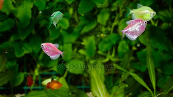 金魚水族館水生植物を背景にした魚 — ストック動画