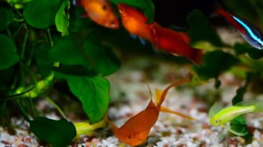 Kırmızı Swordtail çifti Xiphophorus Helleri akvaryum balık