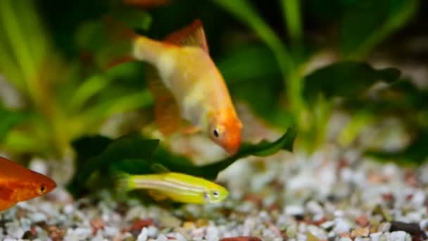 Groep Van Een Kleine Gouden Barb Vis Een Aquarium — Stockvideo