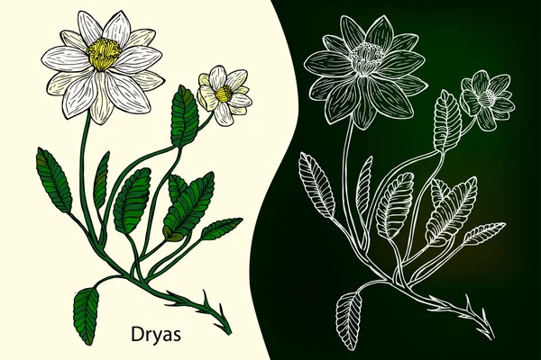 Dryas. Ilustración vectorial botánica dibujada a mano — Archivo Imágenes Vectoriales