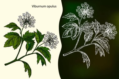 Viburnum opulus. Elle çizilmiş tasarım öğesi. Tebeşir ile çizim. Tıbbi bitki. Botanik vektör çizim el çekilmiş.