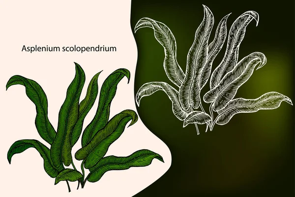 Asplenium scolopendrium. Elemento de design desenhado à mão. Desenho com giz. Planta medicinal. Ilustração vetorial botânica desenhada à mão. Ilustração gravada —  Vetores de Stock