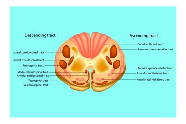 Spinal cord. Main subdivisions. Structure. vector clipart