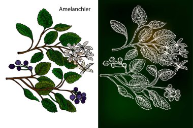 Amelanchier. Hand drawn botanical vector. clipart