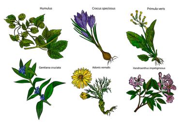 Set of medicinal plants. Botanical plant illustration. Vector hand drawn collection of medicinal, cosmetics herbs clipart