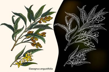 Genellikle Rusya zeytin, gümüş berry, iğde, Farsça zeytin veya yabani zeytin denilen iğde iğde