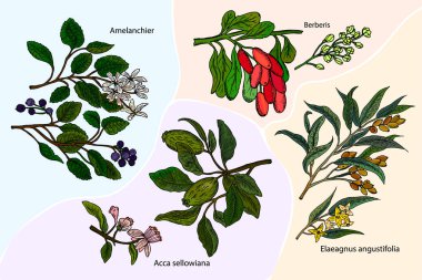 Şifalı bitkiler kümesi: iğde iğde, Feijoa, Amelanchier, Berberis. Botanik vektör çizim el çekilmiş.