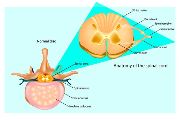 Estrutura da coluna vertebral. Discos intervertebrais e medula espinhal. Anatomia de uma vértebra —  Vetores de Stock