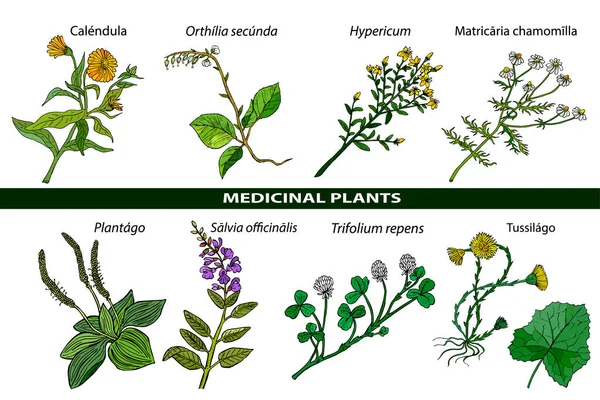 Conjunto de plantas medicinais. Ilustração botânica da planta. Coleção desenhada à mão vetorial de ervas medicinais, cosméticos —  Vetores de Stock