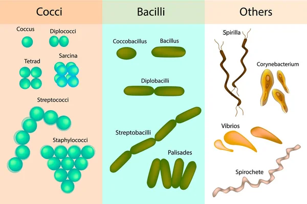 Tipi di batteri. Batteri, diverse forme di batteri. Classificazione — Vettoriale Stock