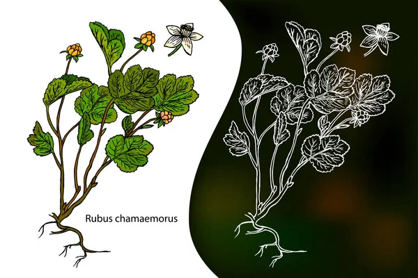 Cloudberry. Rubus chamaemorus. Hand drawn stylized vector. Sketch background. — Stock Vector