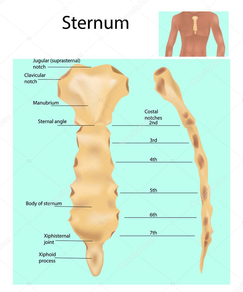 Sternum or breastbone. Structure