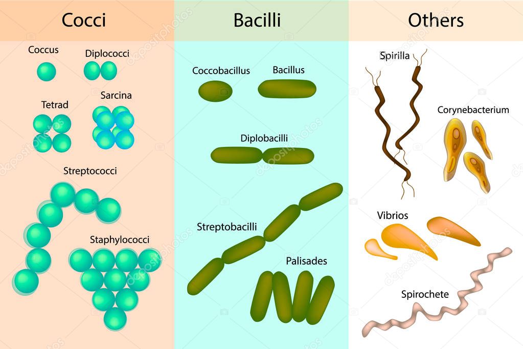 Types of bacterial. Bacteria,different Forms of Bacteria. Classification