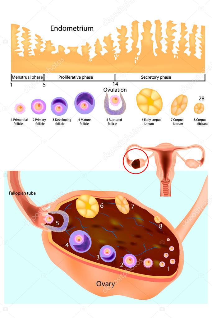Endometrium. Normal ovary, follicular development and ovulation. Scheme of the menstrual cycle. Female reproductive system.