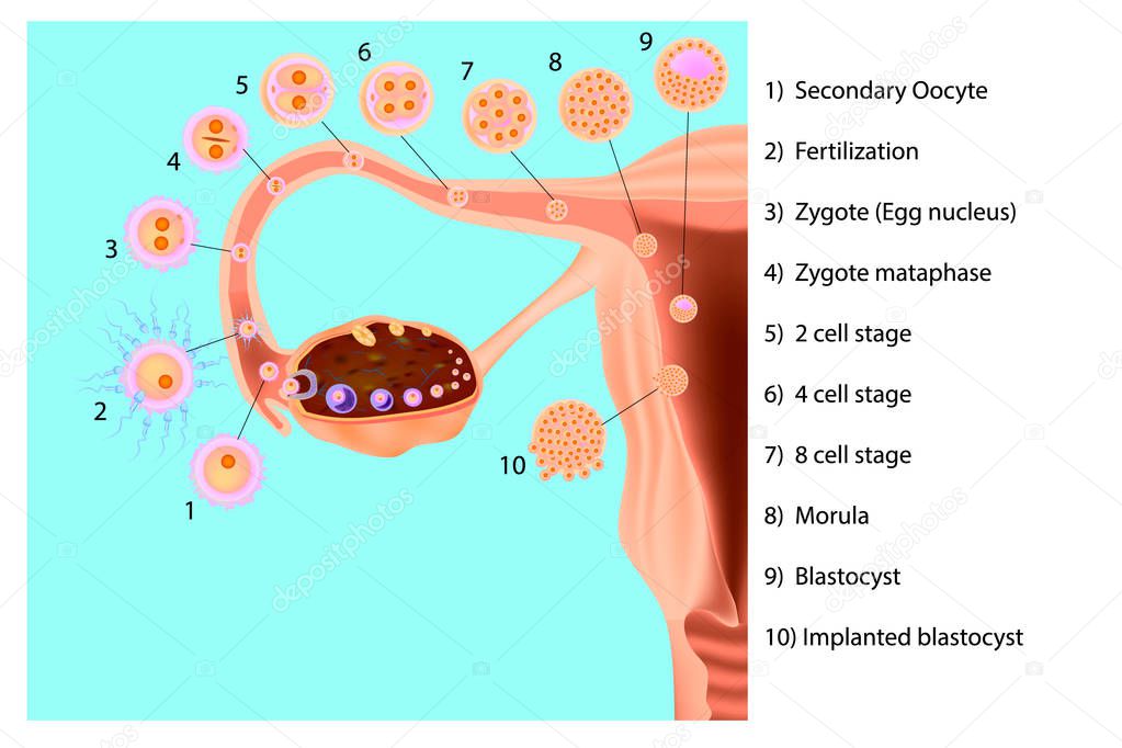 Ovulation. Implantation (human embryo). Fertilization. The Female Reproductive System.