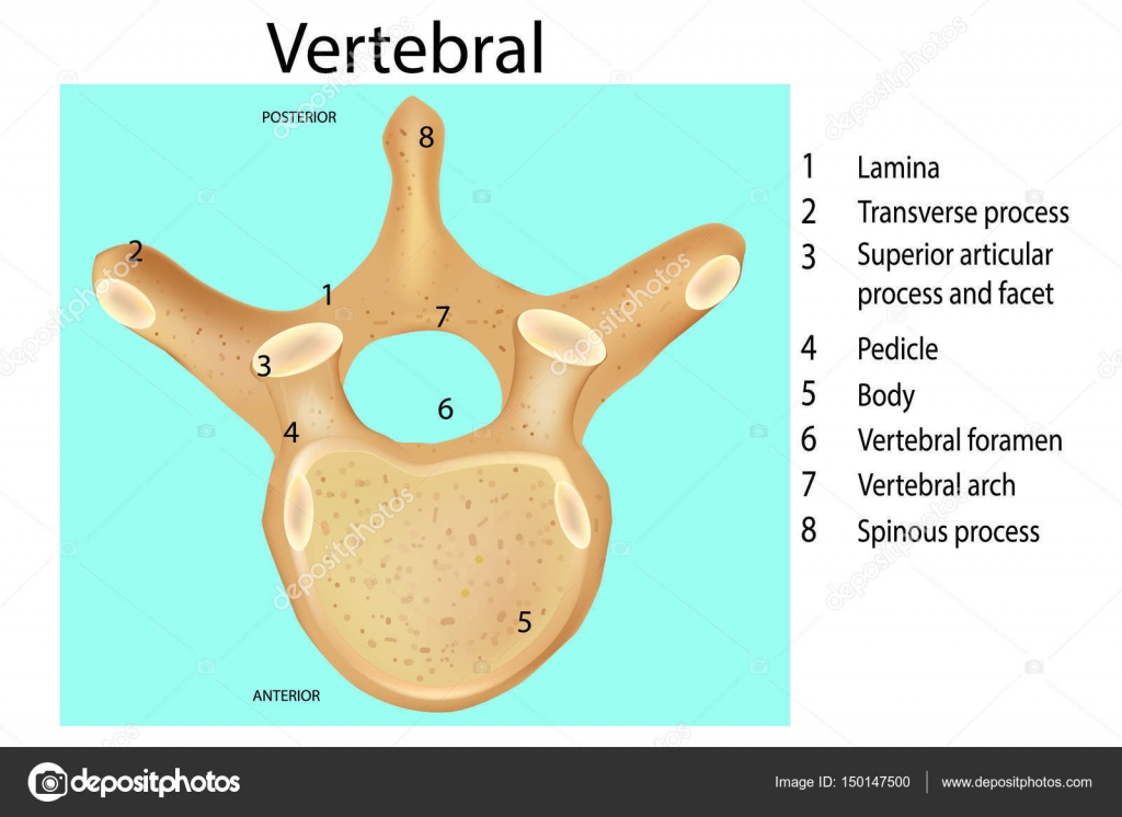 Anatomía de la columna vertebral. Vertebra Stock Vector by ©Sakurra ...