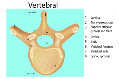 Vertebral sütunun anatomisi. Omur