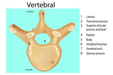 Anatomy of the vertebral column. Vertebra clipart