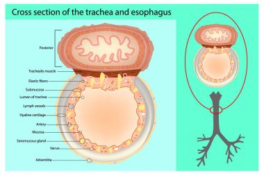 Cross section of the trachea and esophagus. Trachea And Esophagus Anatomy. clipart