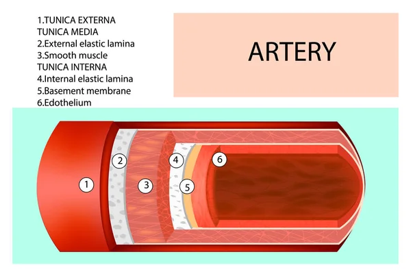 Struttura delle vene. Anatomia della vena con il nome di ogni strato. Illustrazione vettoriale dettagliata . — Vettoriale Stock