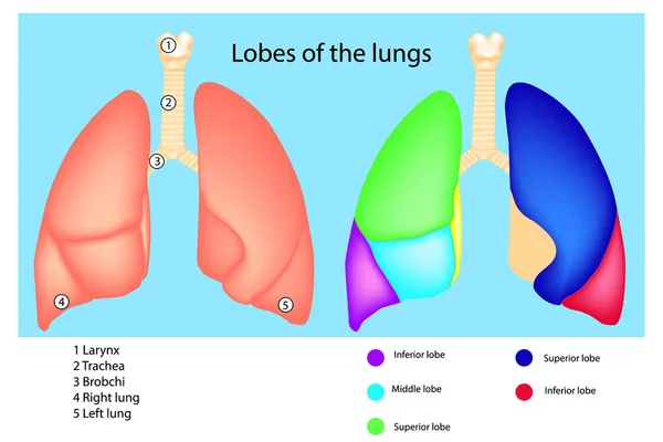 Lobos dos Pulmões: Sua Localização e Estrutura. Diagrama detalhado dos pulmões humanos . — Vetor de Stock