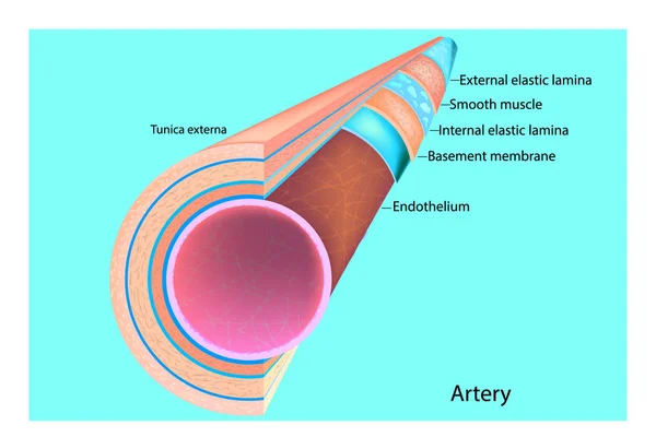 La struttura dell'arteria. illustrazione vettoriale del diagramma dell'arteria — Vettoriale Stock