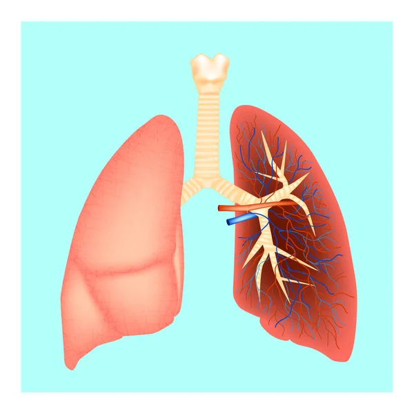 Estrutura dos pulmões. Anatomia humana. Ilustração vetorial — Vetor de Stock
