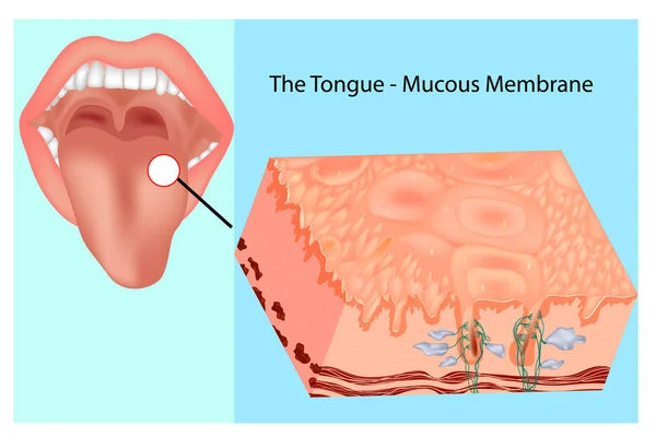 Membrana mucosa oral. Estructura de la lengua — Archivo Imágenes Vectoriales