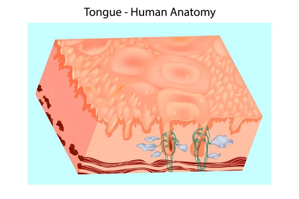 Mänskliga tungan struktur. Orala slemhinnan — Stock vektor