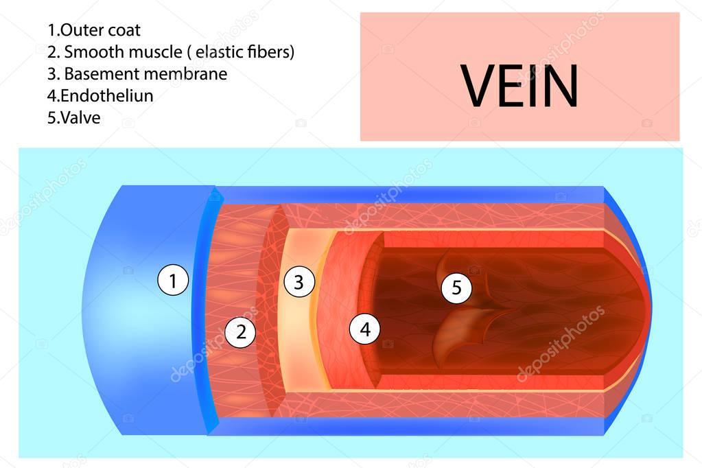 Vein structure. Anatomy of the vein with the name of each layer. Detailed vector illustration.