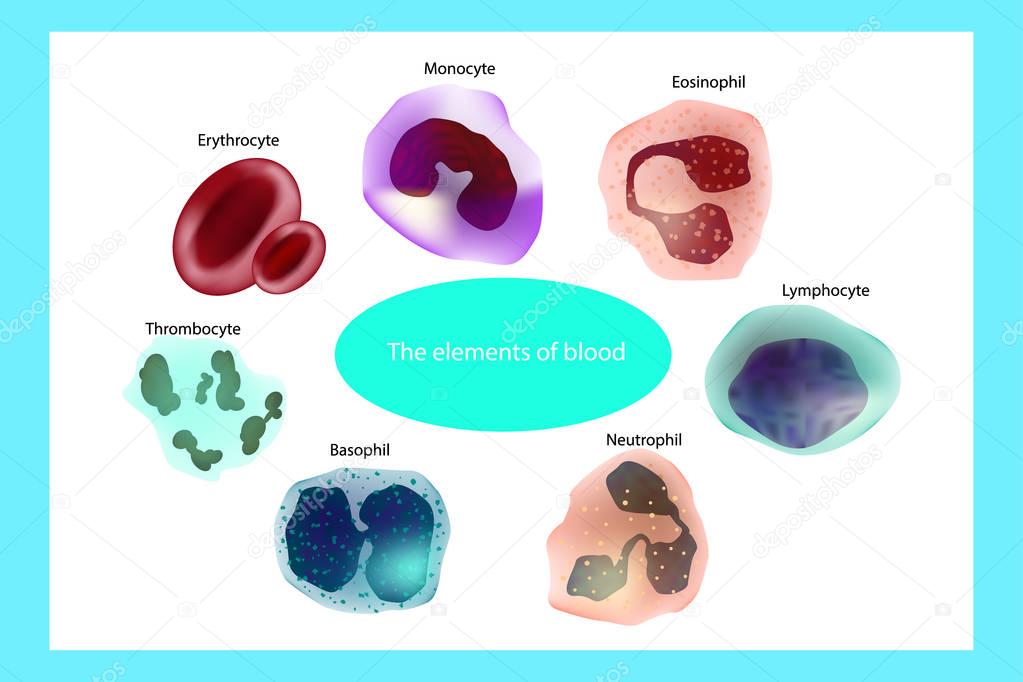 Blood cells. The elements of blood. Infographics.