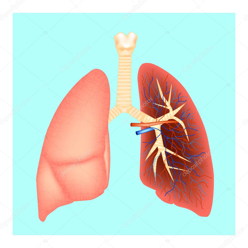 Structure of the lungs. Human anatomy. Vector illustration