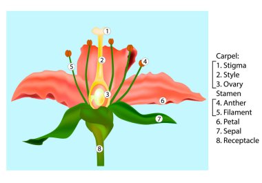Vector Flower Parts Diagram. Stem cross section anatomy of plant. Detail of anatomy flower. clipart