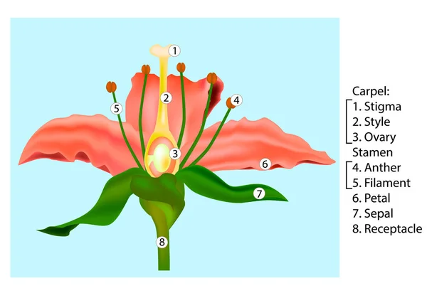 Vector Flower částí diagramu. Stonek průřez anatomie rostlin. Detail květu anatomie. — Stockový vektor