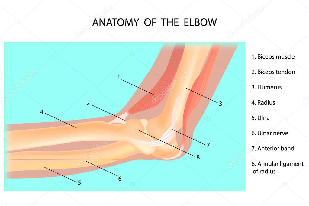 Anatomy of the elbow. Cubitus. Vector illustration