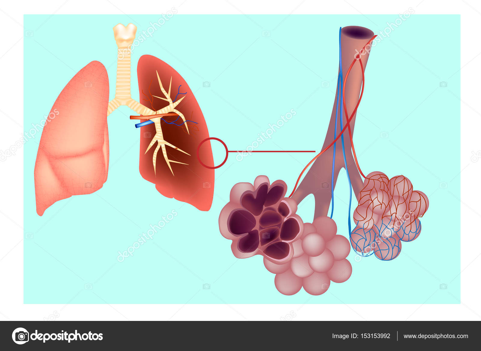 Schéma de l'alvéole pulmonaire (sacs d'air) dans le poumon. Le système ...