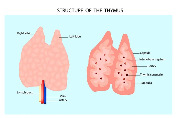 Anatomía de la glándula del timo. Estructura del timo . — Vector de stock