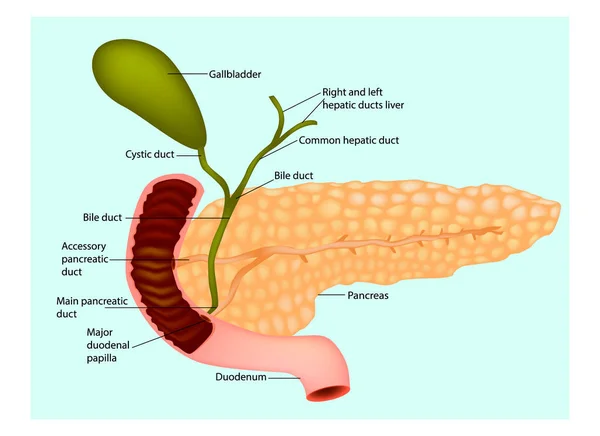 Le pancréas avec les vaisseaux et les organes environnants — Image vectorielle