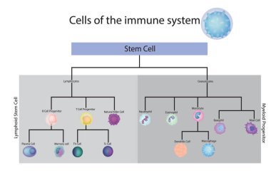 Cells of the immune system. Vector diagram clipart