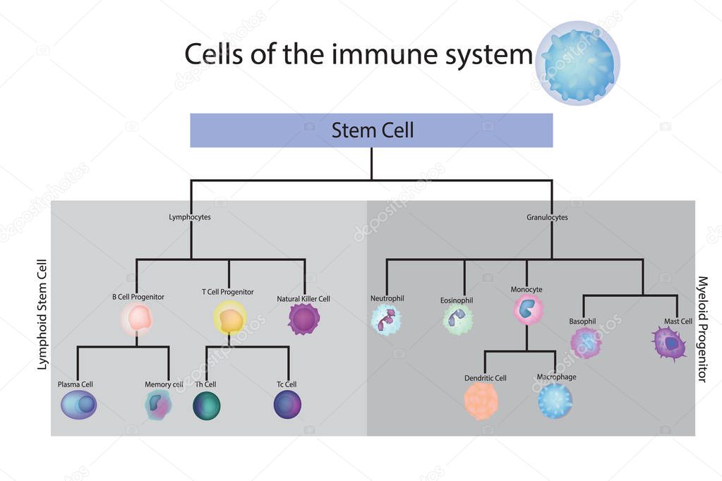 Cells of the immune system. Vector diagram