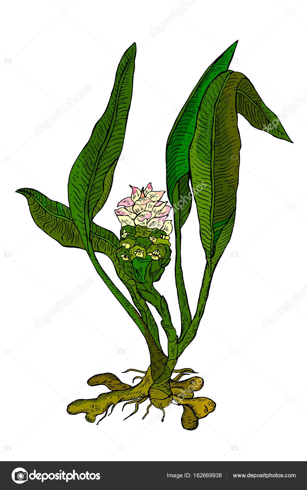 Curcuma planta y flor