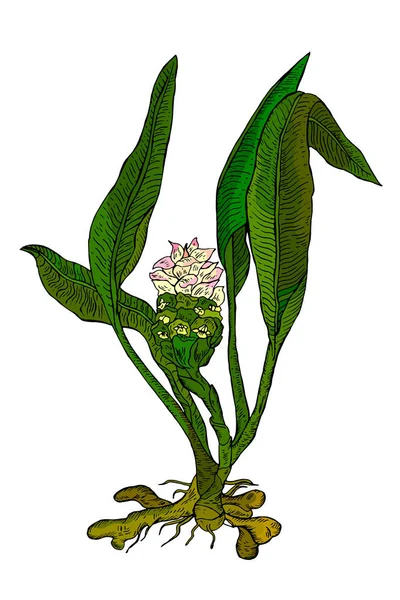 심 황 식물-뿌리와 꽃입니다. 손으로 그린된 벡터 컬러 새겨진된 그림. 흰색 배경에 고립. — 스톡 벡터