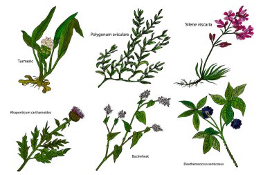 Hand drawn color herbal vector illustration: Turmeri, Polygonum aviculare, Buckwheat, Silene viscaria, Eleutherococcus senticosus, Rhaponticum carthamoides. clipart