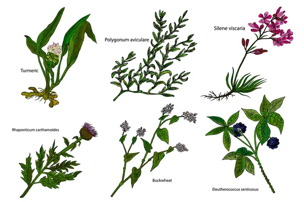 Çizilen renk bitkisel vektör çizim el: Turmeri, Polygonum aviculare, buğday, Silene viscaria, Eleutherococcus senticosus, Rhaponticum carthamoides.