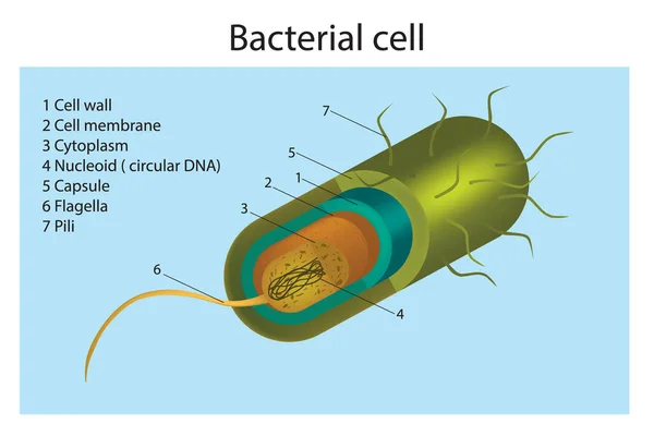 Illustrazione della struttura cellulare dei batteri — Vettoriale Stock