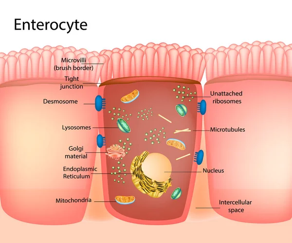 เซลล โพรงมดล Enterocytes Columnar — ภาพเวกเตอร์สต็อก