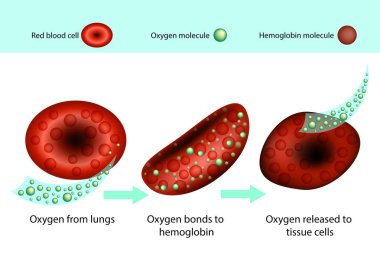 Hemoglobin is a protein in red blood cells  clipart