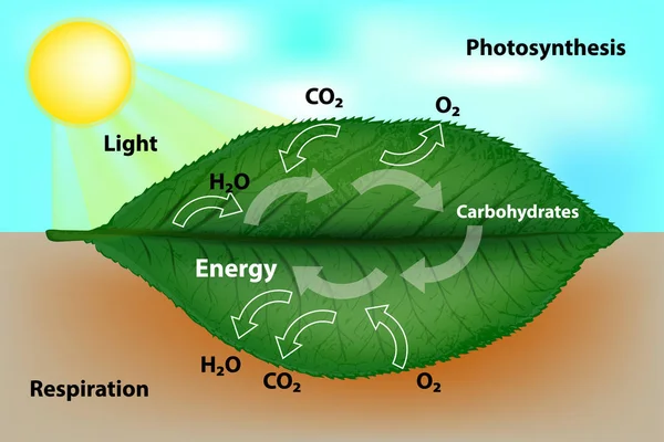 Fotosyntezy Oddychania Komórkowego — Wektor stockowy